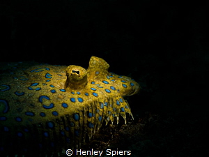Peacock Flounder Sunbathing
Olympus EM5, Olympus 60mm ma... by Henley Spiers 